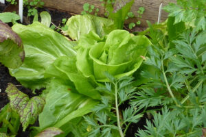 Zuckerhutsalat Pflanzen Und Pflegen - Sonjas Gartenfreuden