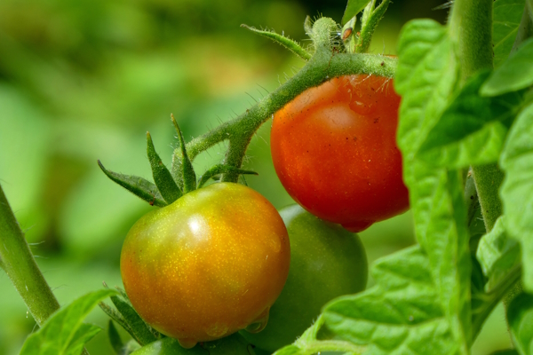 Tomatenpflanzen Experiment