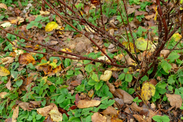 Herbstlaub unter Johannisbeersträuchern.