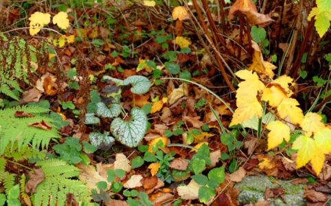 Herbst im Garten_Nichts_tun